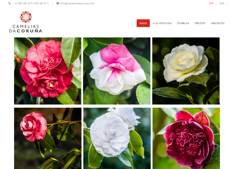 Camelias da Coru�a